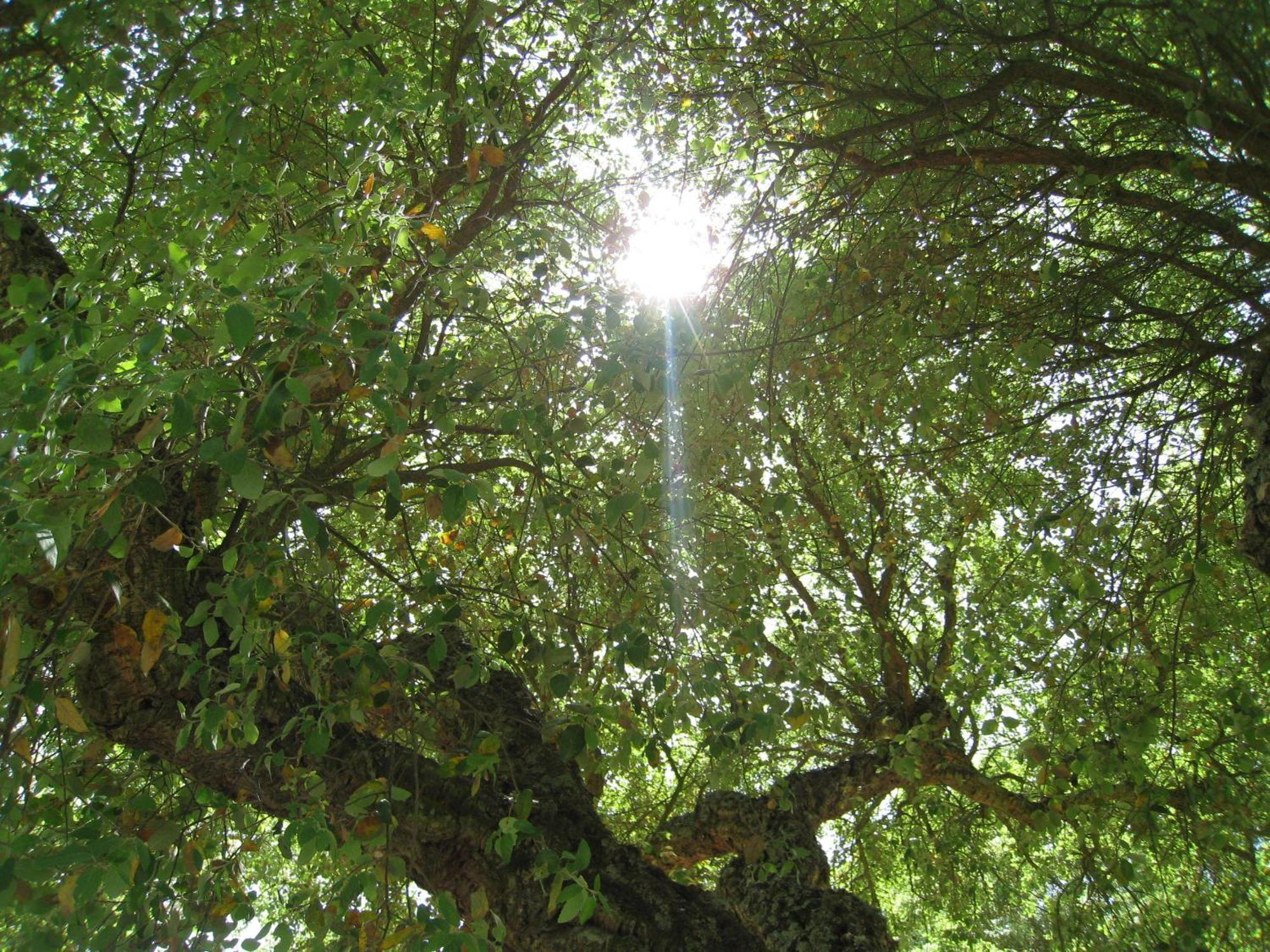 Monte Das Faias Cork Farm Hotel Grândola Exteriér fotografie